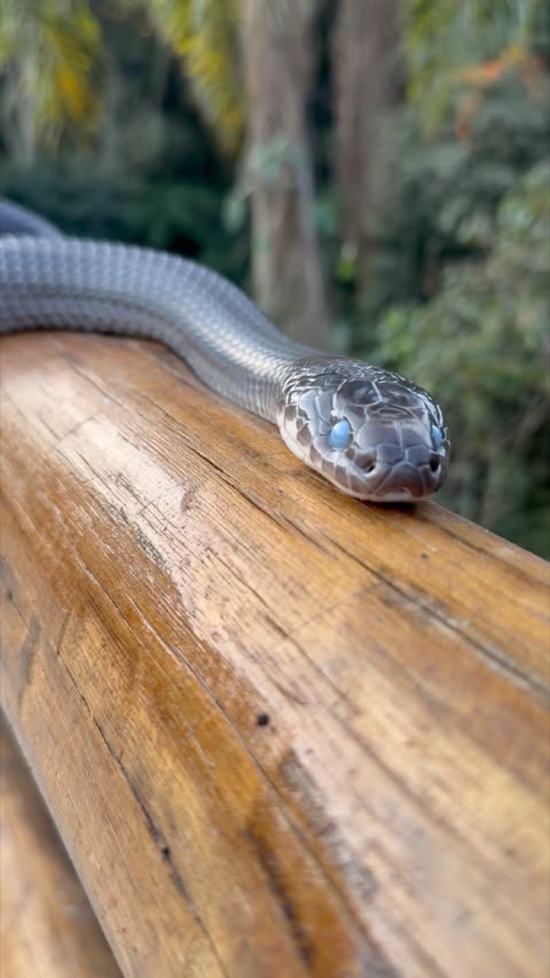 Muçurana apoiada num corrimão de madeira